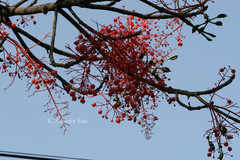 Brachychiton acerifolius